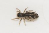 Subbe Halland 17.5-22 adult female