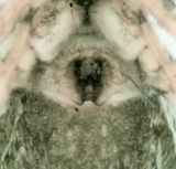 Salticus zebraneus ( Dvrgzebraspindel )