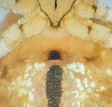 Gullbranna Halland 7.8-22 epigyne adult female