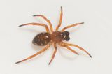 Tjrby Halland 1.6-22 adult male