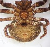 Subbe Halland 4.10.22 epigyne adult female