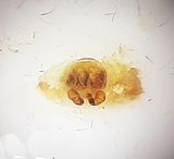 Bsta stllet Halland 17.7-22 vulva adult female