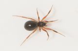 Tjrby Halland 10.5-22 adult female