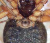 Tjrby Halland 10.5-22 epigyne adult female