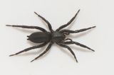 Haverdal Halland 7.8-22 adult female