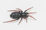 Karum land 25.5-22 adult female