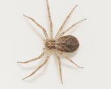 Risarp Halland 14.6-22 adult female