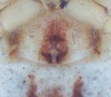 Risarp Halland 14.6-22 epigyne adult female