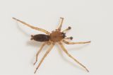 Gettern Halland 6.7-22 adult male