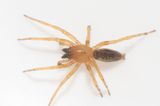 Hagn Halland 20.5-22 adult male