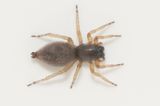 Risarp Halland 14.6-22 adult female