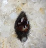 Tjrby Halland 14.5-22 palp adult male