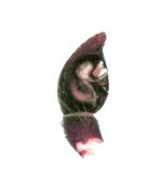 Haverdal Halland 20.5-22 palp adult male