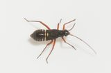 Miris striatis