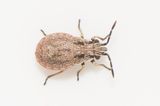 Nithecus jacobaeae
