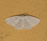 Hagn Halland 21.5-22