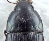 Amara lunicollis ( Bredhalsad kornlpare )  7,3 mm