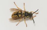 Varberg Halland 9.5-23 female