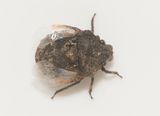 Hamra Halland 23.4-23 dark morph