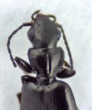 Vombn Skne  25.4-22  3,2 mm