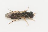 Skogsstoppet Halland 18.7-23 female 8 mm