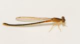 Holmagrde Halland 30.7-23 female
