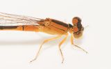 Holmagrde Halland 30.7-23 female
