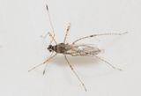 Lderup Skne 4.9-23