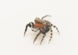 Mosse Angryd Halland 10.5-23 adult male