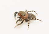 Mosse Angryd Halland 10.5-23 adult male