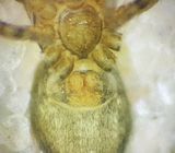 Neon robustus ( stenhoppspindel )