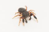 Subbe Halland 2.6-23 adult male