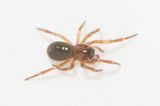 Mosse Angryd Halland 10.5-23 adult female