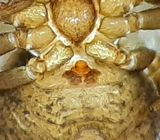 Ozyptila claveata ( Sotpaddspindel )