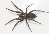 Fridhem Smland 10.6-23 adult female
