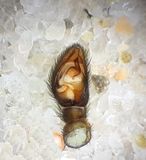 Gnaphosa nigerrima ( Sumphuggspindel )