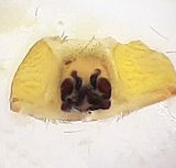 Fjrs brcka Halland 18.6-23 vulva adult female