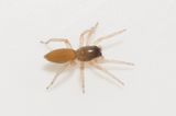 Lderup skne 3.8-23 adult female
