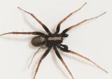 Virkesipplaget Halland 2.5-23 adult male
