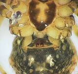 Sbytorp Vstmanland 22.5-23 epigyne adult female