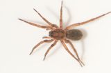 Hamra Halland 29.8-23 adult female