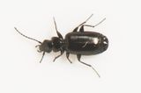Borrbystrand Skne 15.5-23 3,3 mm