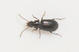 Holmagrde Halland 15.5-22 3,3 mm