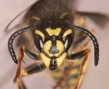 Vespula vulgaris ( Vanlig geting )