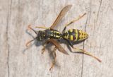 rnsudden Halland 3.9-24 male