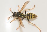 rnsudden Halland 3.9-24 male