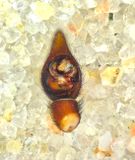 Alopecosa taeniata ( Blbrsvargspindel )