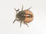 Dolycoris baccarum ( Hrig brfis )