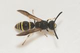 Blomngen Halland 15.6-24 male
