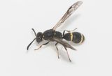 Gettern Halland 21.6-24 female